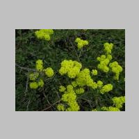 Sulfur Flower3.jpg